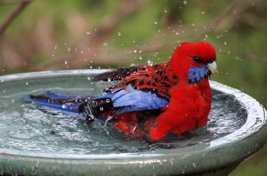 All About Bird Baths – Let your yard go to the birds